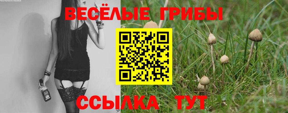 Кохма  Галлюциногенные грибы Psilocybe  Вход с VPN 